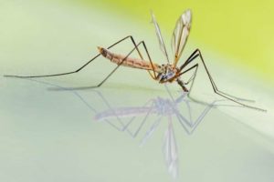 rimedi anti-zanzare